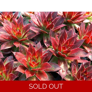 Sempervivum 'Strawberry Kiwi'